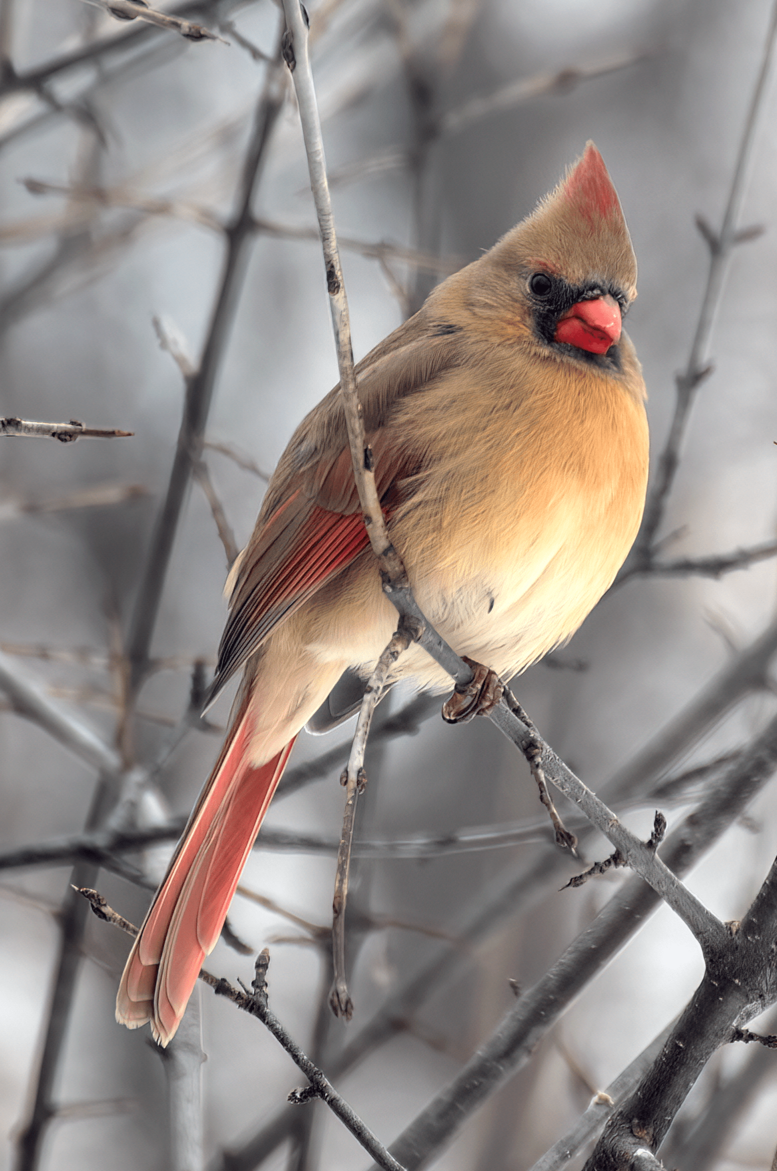 Bird Beauty Revealed